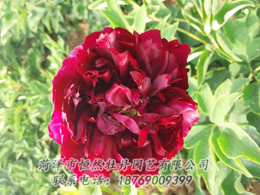 點擊查看詳細信息<br>標(biāo)題：紅色牡丹 閱讀次數(shù)：1040