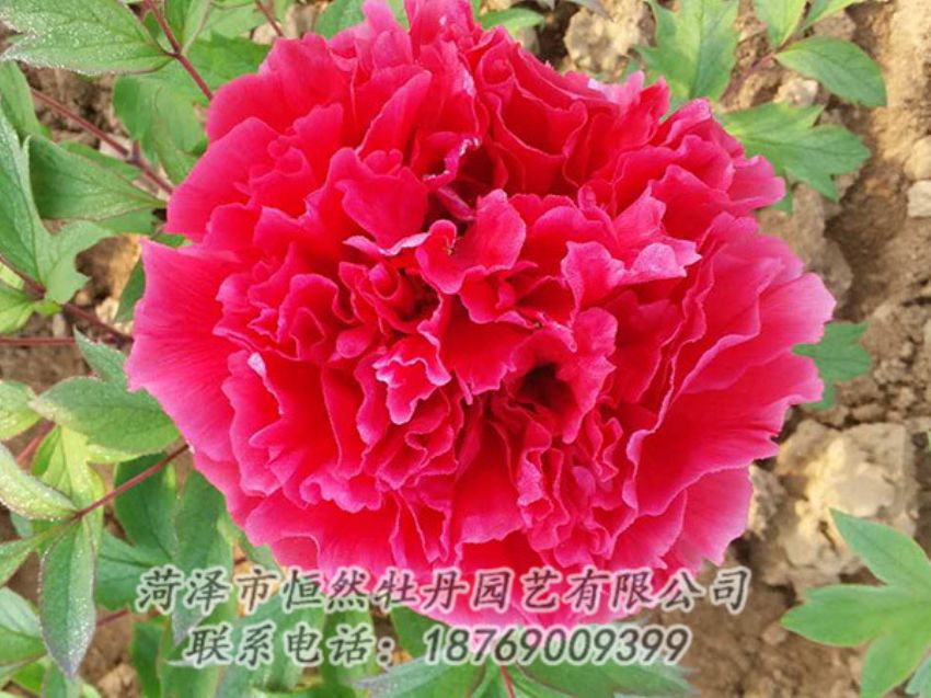 點擊查看詳細信息<br>標(biāo)題：紅色牡丹 閱讀次數(shù)：1157