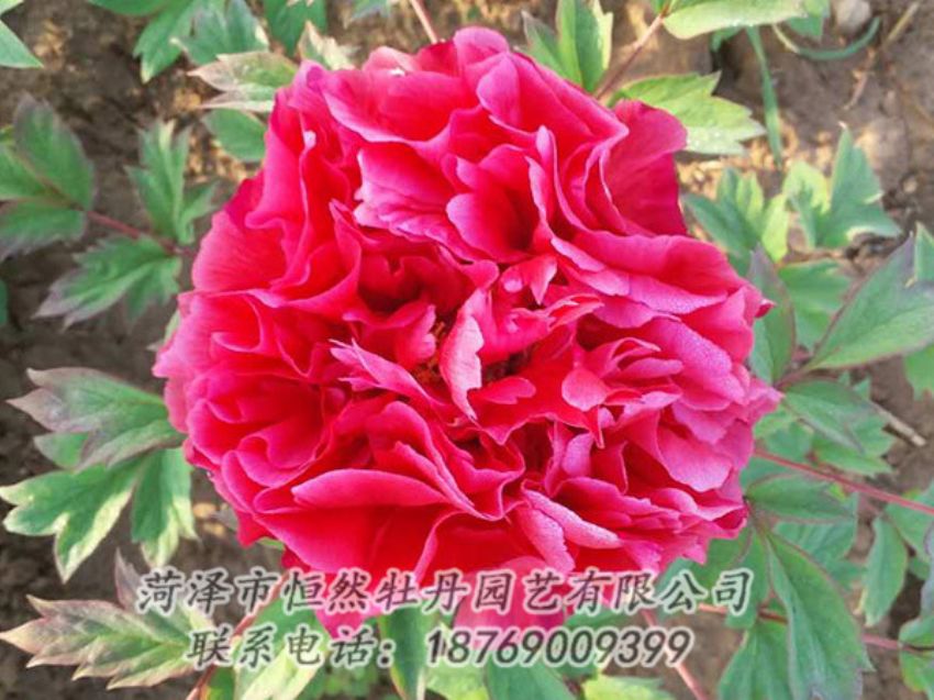 點(diǎn)擊查看詳細(xì)信息<br>標(biāo)題：紅色牡丹 閱讀次數(shù)：1917
