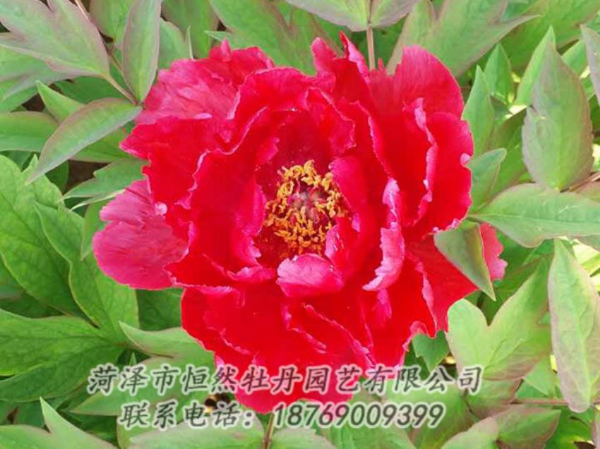 點擊查看詳細信息<br>標(biāo)題：紅色牡丹 閱讀次數(shù)：1197