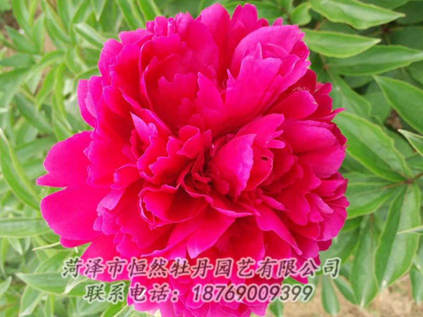點擊查看詳細信息<br>標題：紅色芍藥 閱讀次數(shù)：1062