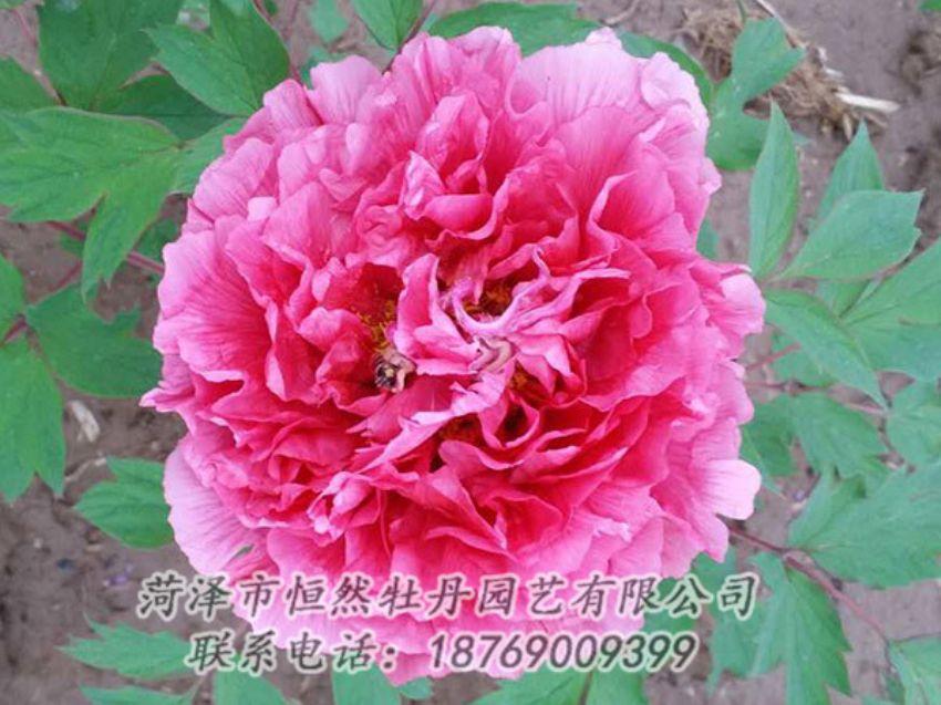 點(diǎn)擊查看詳細(xì)信息<br>標(biāo)題：紅色牡丹 閱讀次數(shù)：1992