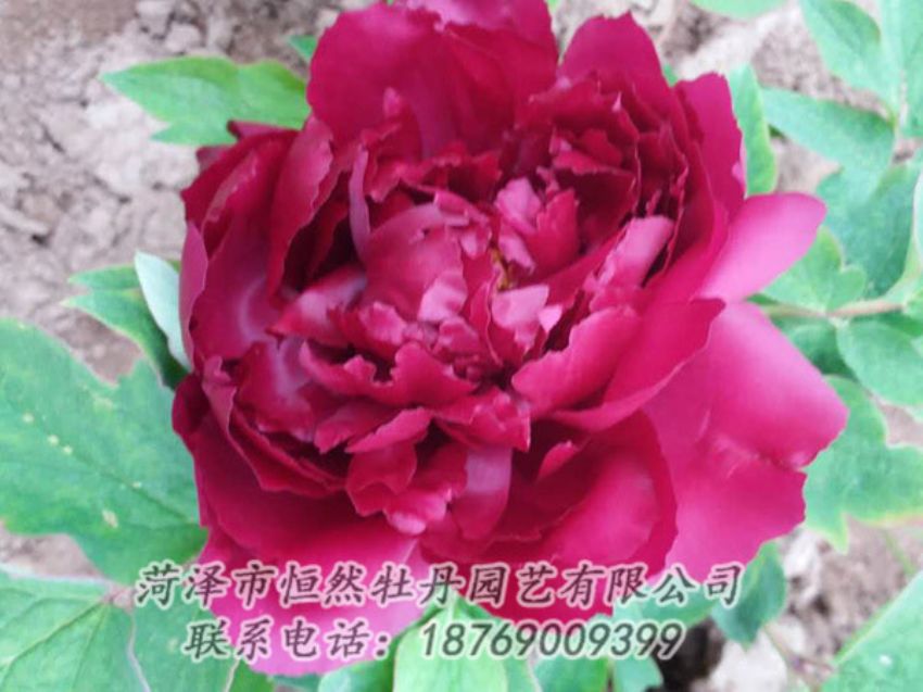 點(diǎn)擊查看詳細(xì)信息<br>標(biāo)題：紅色牡丹 閱讀次數(shù)：1324