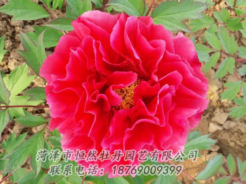點(diǎn)擊查看詳細(xì)信息<br>標(biāo)題：紅色牡丹 閱讀次數(shù)：1159