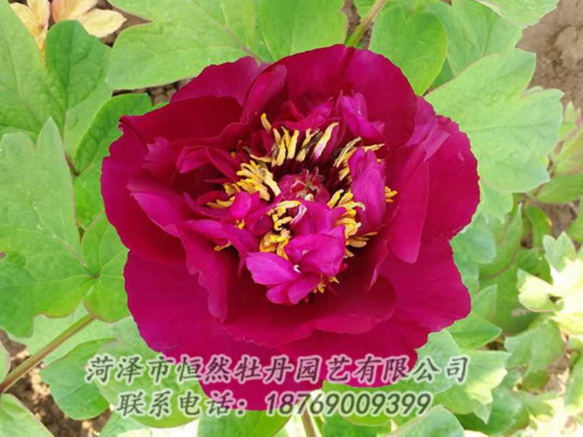 點(diǎn)擊查看詳細(xì)信息<br>標(biāo)題：紅色牡丹 閱讀次數(shù)：1885