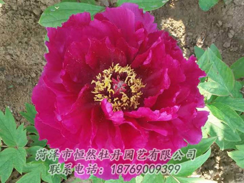 點(diǎn)擊查看詳細(xì)信息<br>標(biāo)題：紅色牡丹 閱讀次數(shù)：1282