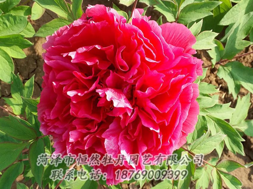 點(diǎn)擊查看詳細(xì)信息<br>標(biāo)題：紅色牡丹 閱讀次數(shù)：1273