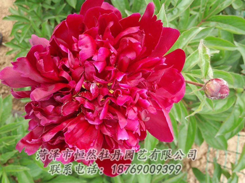 點擊查看詳細信息<br>標題：紅色芍藥 閱讀次數(shù)：1101