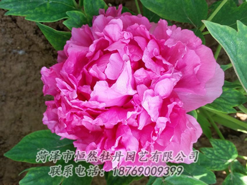 點(diǎn)擊查看詳細(xì)信息<br>標(biāo)題：紅色牡丹 閱讀次數(shù)：2086