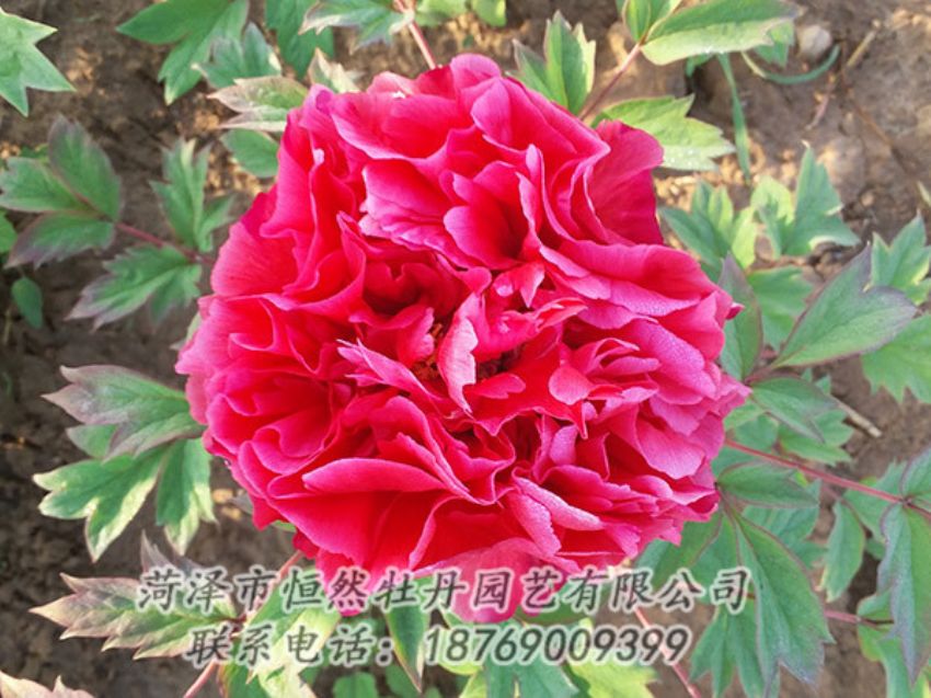 點(diǎn)擊查看詳細(xì)信息<br>標(biāo)題：紅色牡丹 閱讀次數(shù)：1273