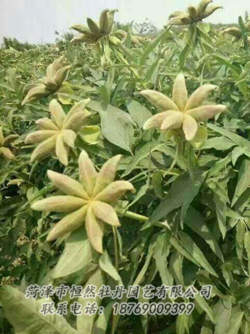 點擊查看詳細信息<br>標題：油用牡丹 閱讀次數(shù)：1246