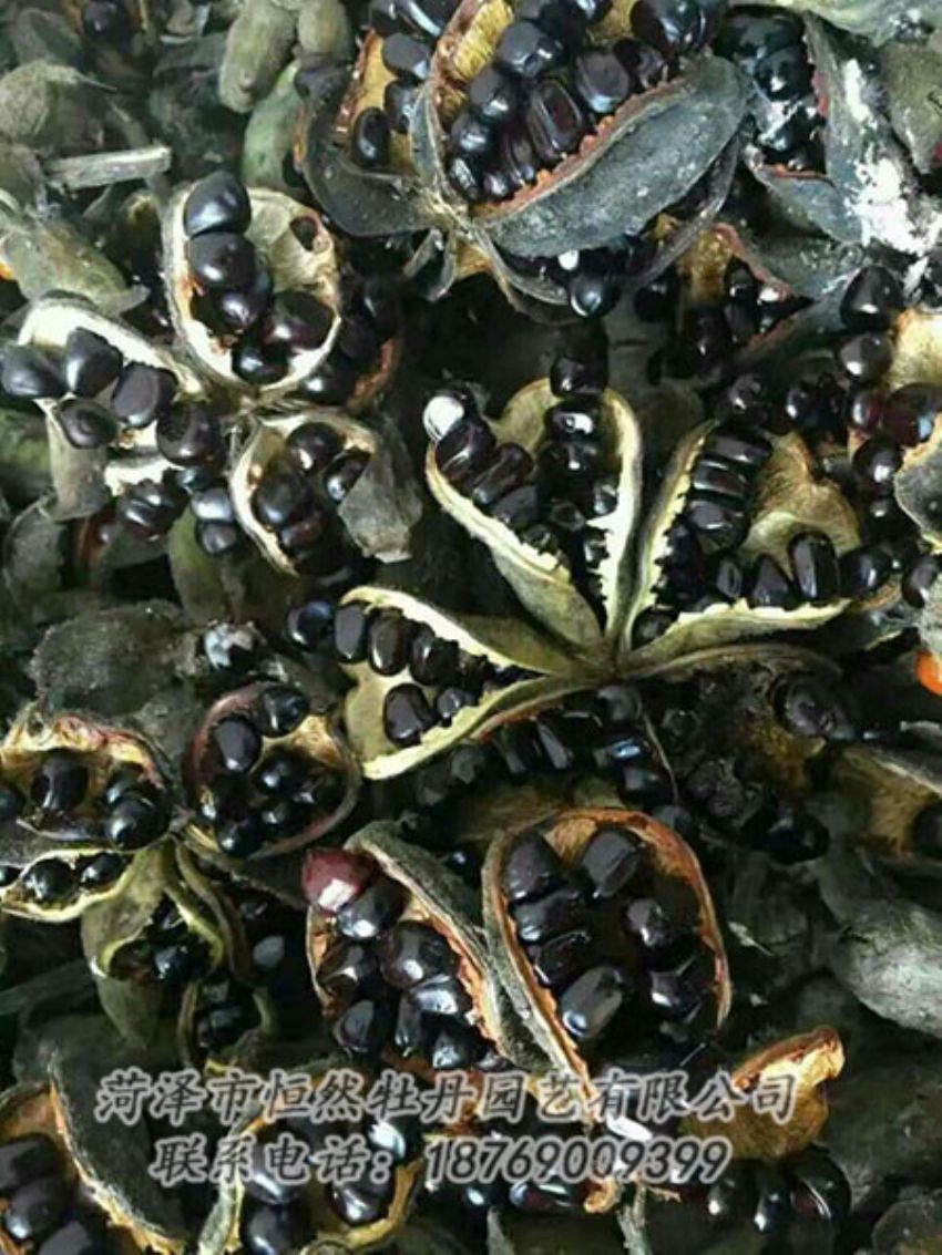 點擊查看詳細信息<br>標題：油用牡丹 閱讀次數(shù)：1296