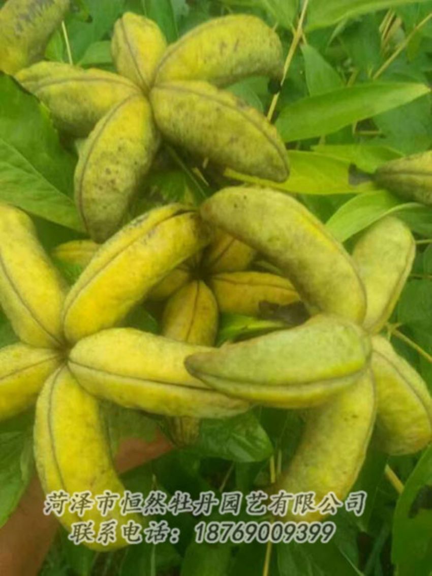 點擊查看詳細信息<br>標題：油用牡丹 閱讀次數(shù)：1280