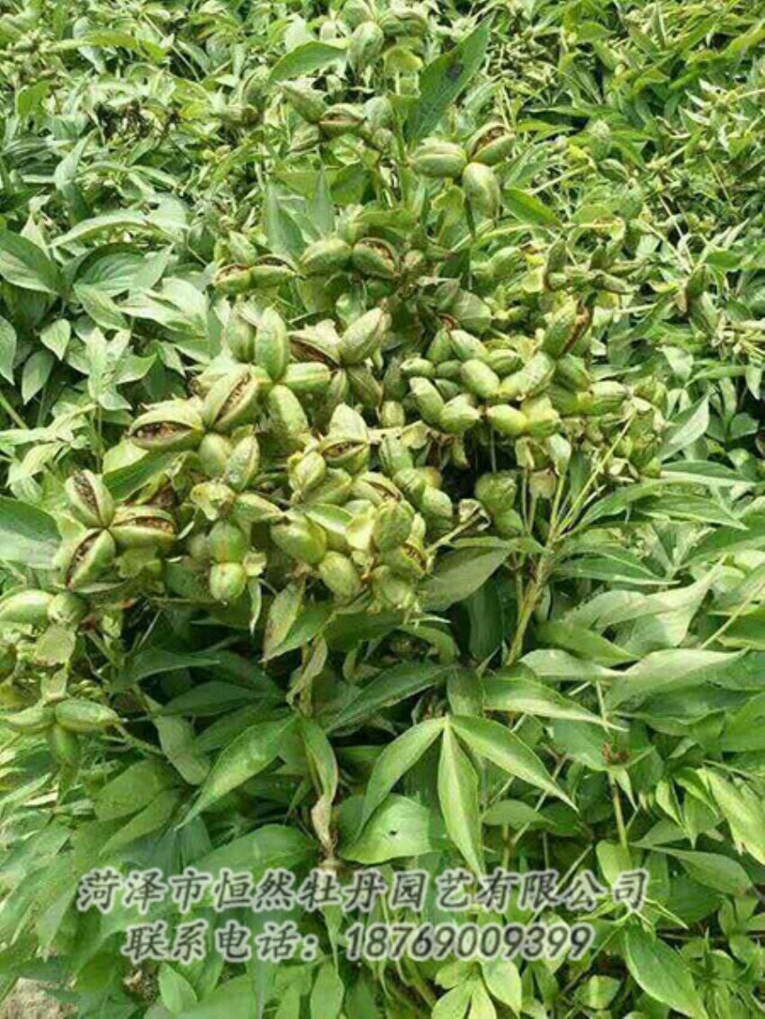 點擊查看詳細信息<br>標題：油用牡丹 閱讀次數(shù)：1237