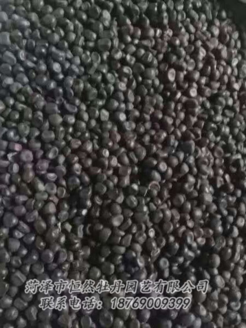 點(diǎn)擊查看詳細(xì)信息<br>標(biāo)題：油用牡丹 閱讀次數(shù)：1205