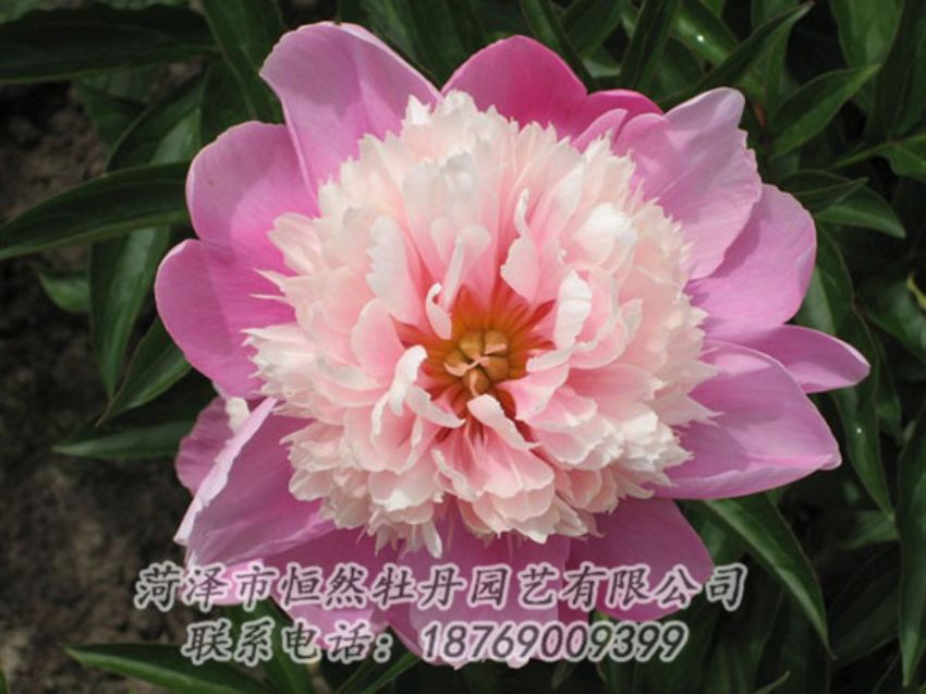 點(diǎn)擊查看詳細(xì)信息<br>標(biāo)題：蓮花臺(tái) 閱讀次數(shù)：2046