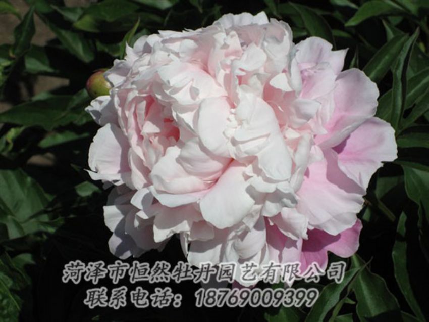 點擊查看詳細信息<br>標題：粉玉樓 閱讀次數(shù)：1189