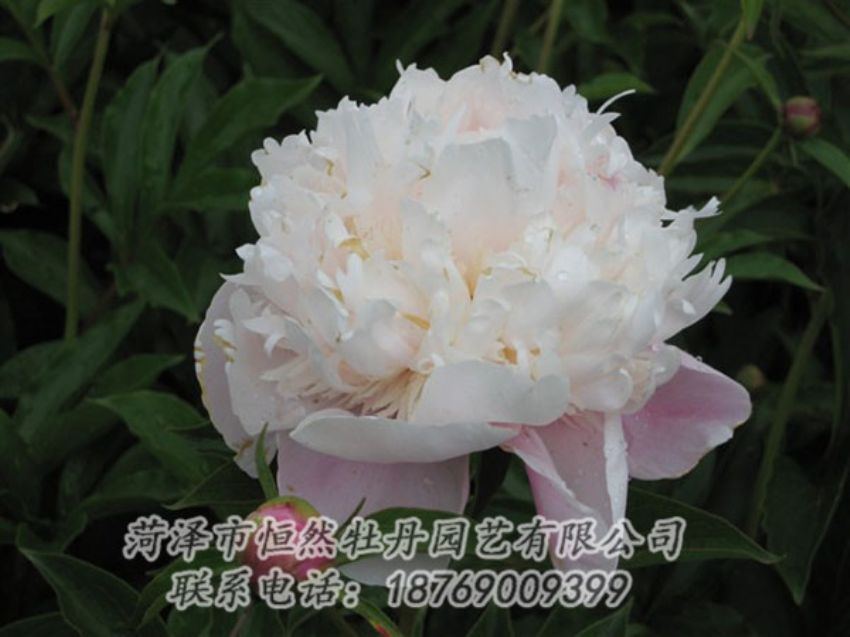 點擊查看詳細信息<br>標題：粉池滴翠 閱讀次數(shù)：1236