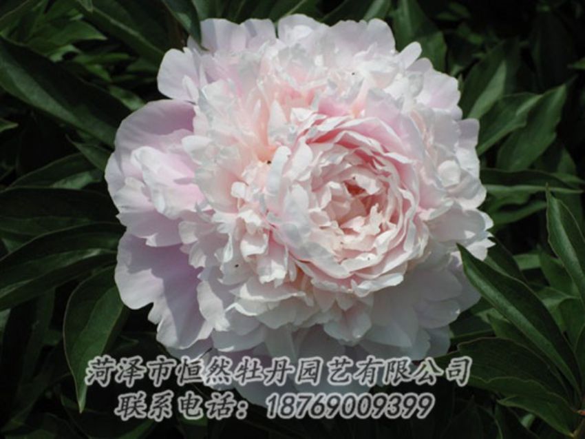 點擊查看詳細信息<br>標題：遲粉 閱讀次數(shù)：1222