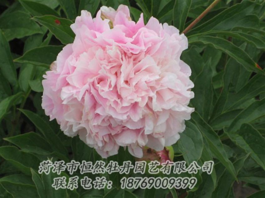點擊查看詳細信息<br>標題：粉面桃花 閱讀次數(shù)：1292