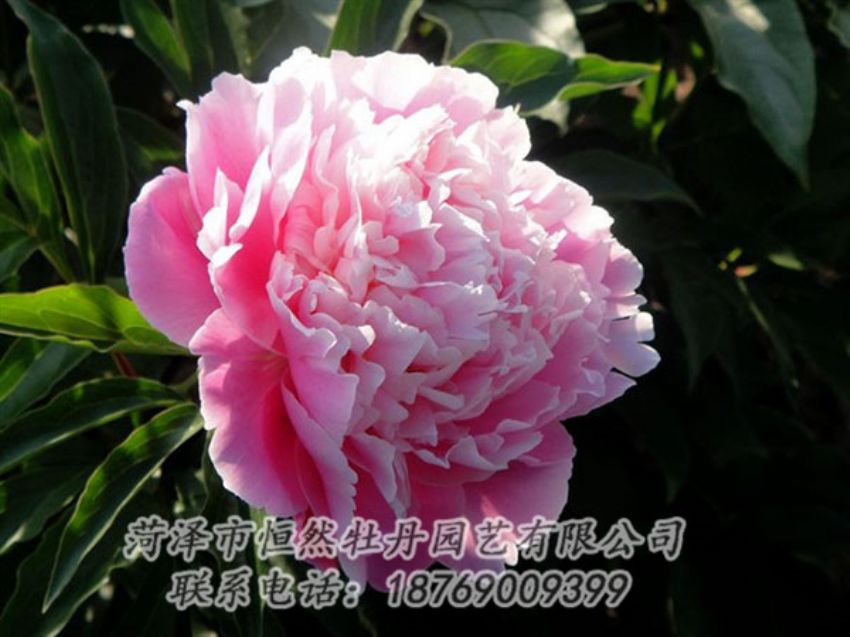 點(diǎn)擊查看詳細(xì)信息<br>標(biāo)題：粉色芍藥 閱讀次數(shù)：2072