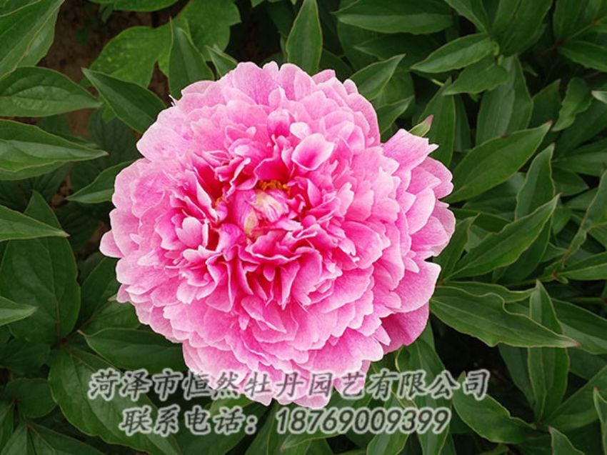 點擊查看詳細信息<br>標題：粉色芍藥 閱讀次數(shù)：1169