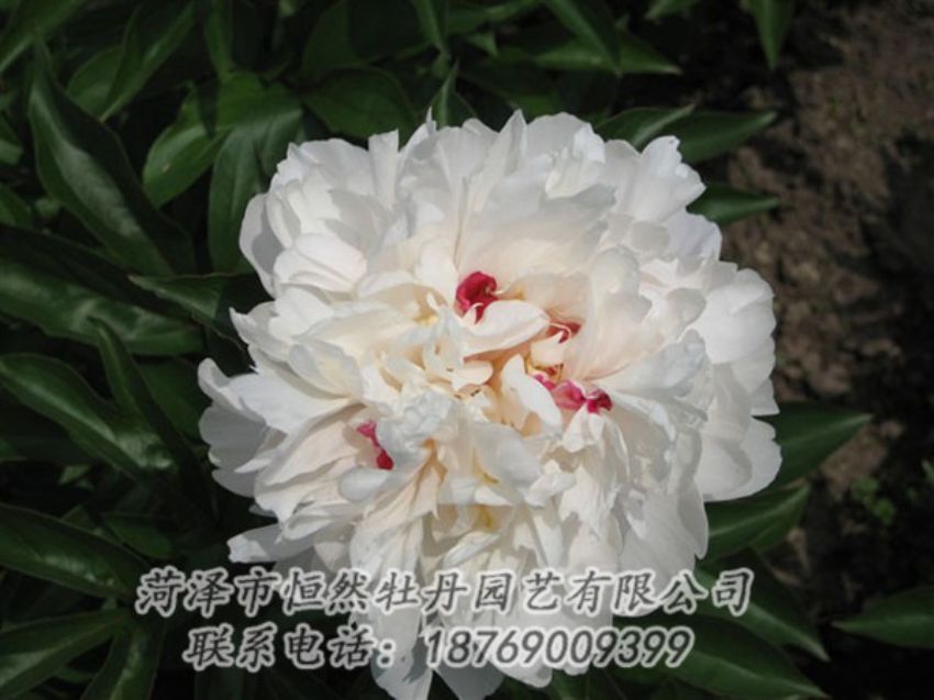 點擊查看詳細信息<br>標(biāo)題：雪原紅星 閱讀次數(shù)：1439