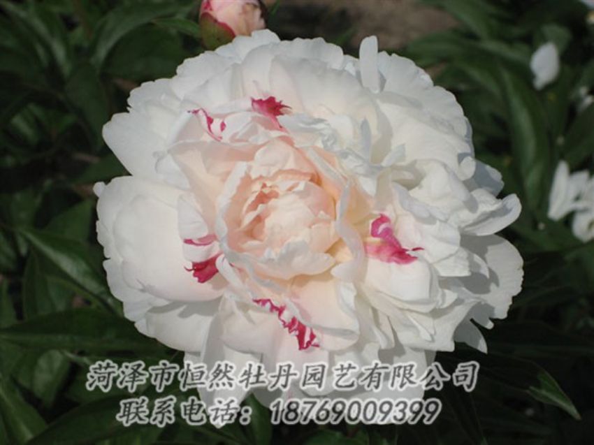 點擊查看詳細信息<br>標(biāo)題：五花龍玉 閱讀次數(shù)：1204