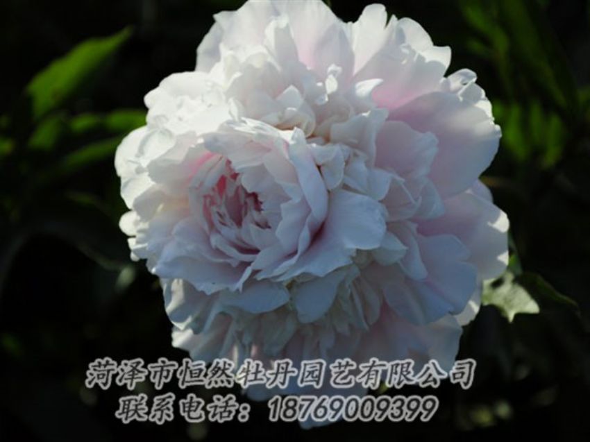 點擊查看詳細信息<br>標題：粉色芍藥 閱讀次數(shù)：1148