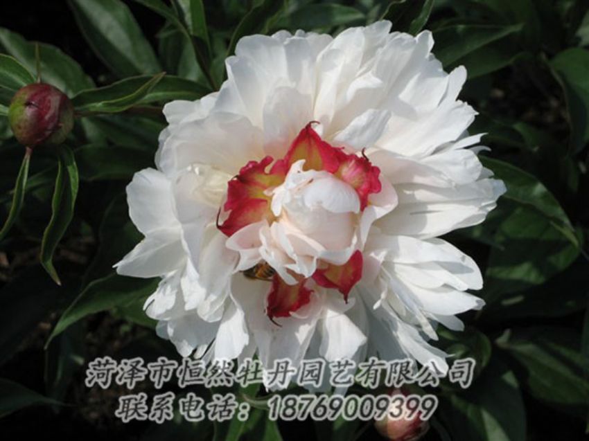 點(diǎn)擊查看詳細(xì)信息<br>標(biāo)題：無(wú)花龍玉 閱讀次數(shù)：2061