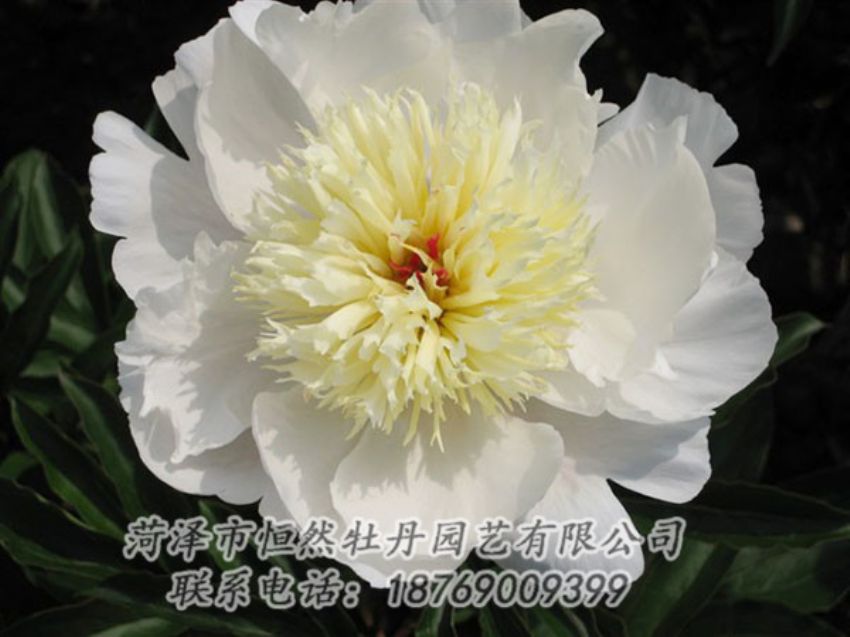 點擊查看詳細信息<br>標(biāo)題：金簪刺玉 閱讀次數(shù)：1236
