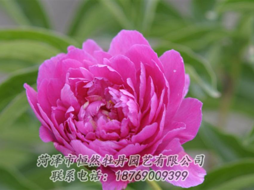 點擊查看詳細信息<br>標(biāo)題：紅茶花 閱讀次數(shù)：1072