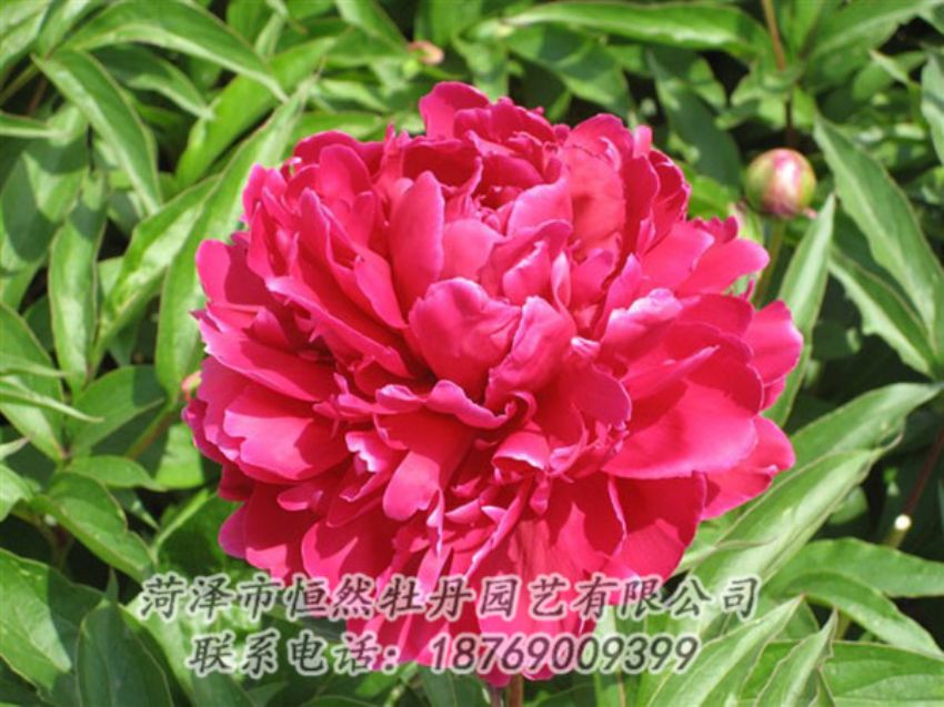 點擊查看詳細信息<br>標(biāo)題：國紅 閱讀次數(shù)：1057
