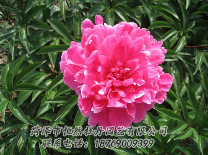 點(diǎn)擊查看詳細(xì)信息<br>標(biāo)題：富貴紅 閱讀次數(shù)：1040