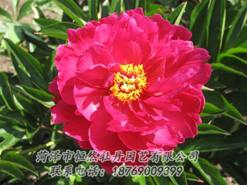 點(diǎn)擊查看詳細(xì)信息<br>標(biāo)題：大紅赤金 閱讀次數(shù)：1123