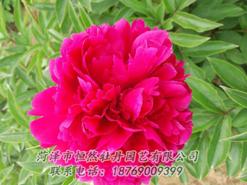 點(diǎn)擊查看詳細(xì)信息<br>標(biāo)題：紅色芍藥 閱讀次數(shù)：1066