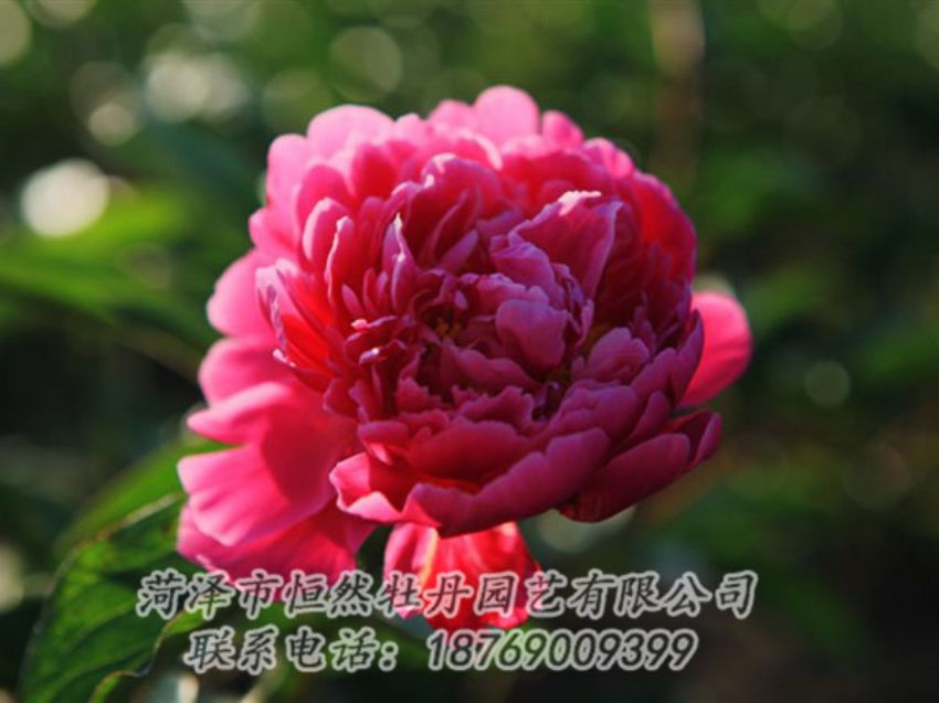 點(diǎn)擊查看詳細(xì)信息<br>標(biāo)題：大紅赤金 閱讀次數(shù)：1097