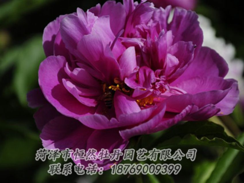點(diǎn)擊查看詳細(xì)信息<br>標(biāo)題：紫凌 閱讀次數(shù)：1147