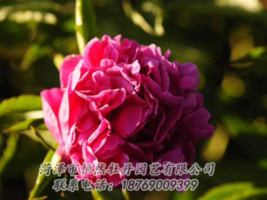 點(diǎn)擊查看詳細(xì)信息<br>標(biāo)題：紫鳳朝陽(yáng) 閱讀次數(shù)：1219