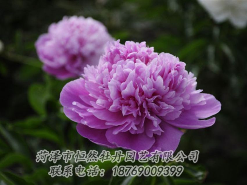 點(diǎn)擊查看詳細(xì)信息<br>標(biāo)題：紫色芍藥 閱讀次數(shù)：2072