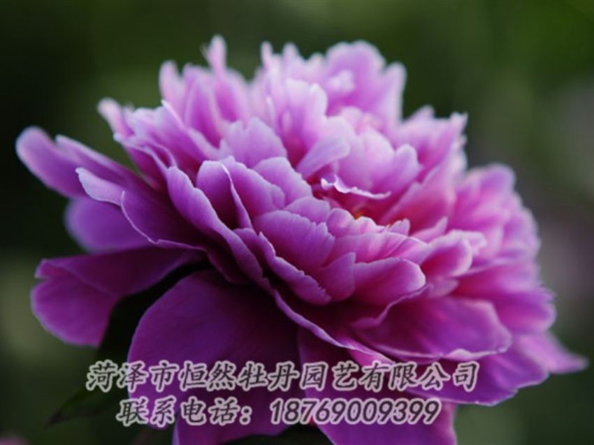 點(diǎn)擊查看詳細(xì)信息<br>標(biāo)題：紫色芍藥 閱讀次數(shù)：2078