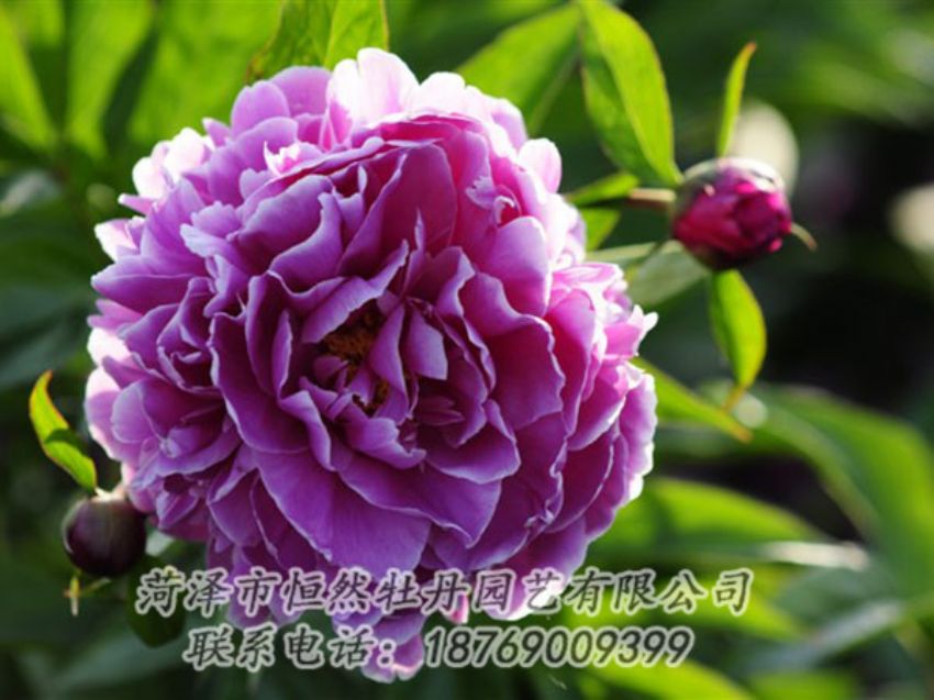 點(diǎn)擊查看詳細(xì)信息<br>標(biāo)題：紫色芍藥 閱讀次數(shù)：1241