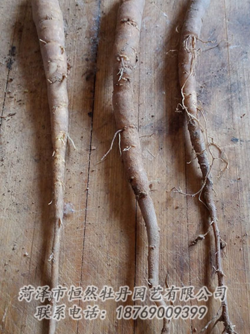 點擊查看詳細信息<br>標題：一年芍藥苗 閱讀次數(shù)：1101