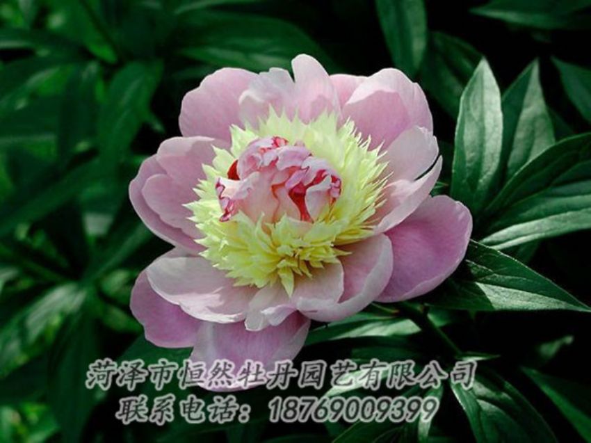 點擊查看詳細信息<br>標(biāo)題：復(fù)色芍藥 閱讀次數(shù)：1187