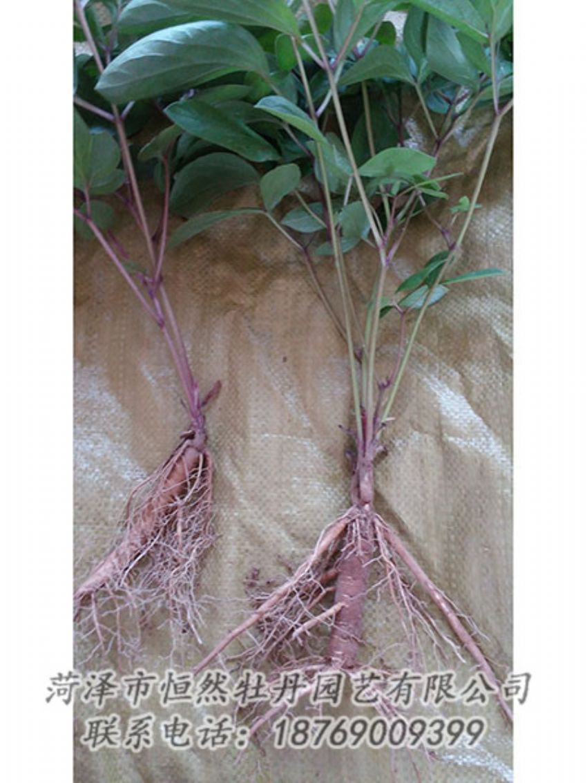 點擊查看詳細信息<br>標題：二年芍藥苗 閱讀次數(shù)：1090
