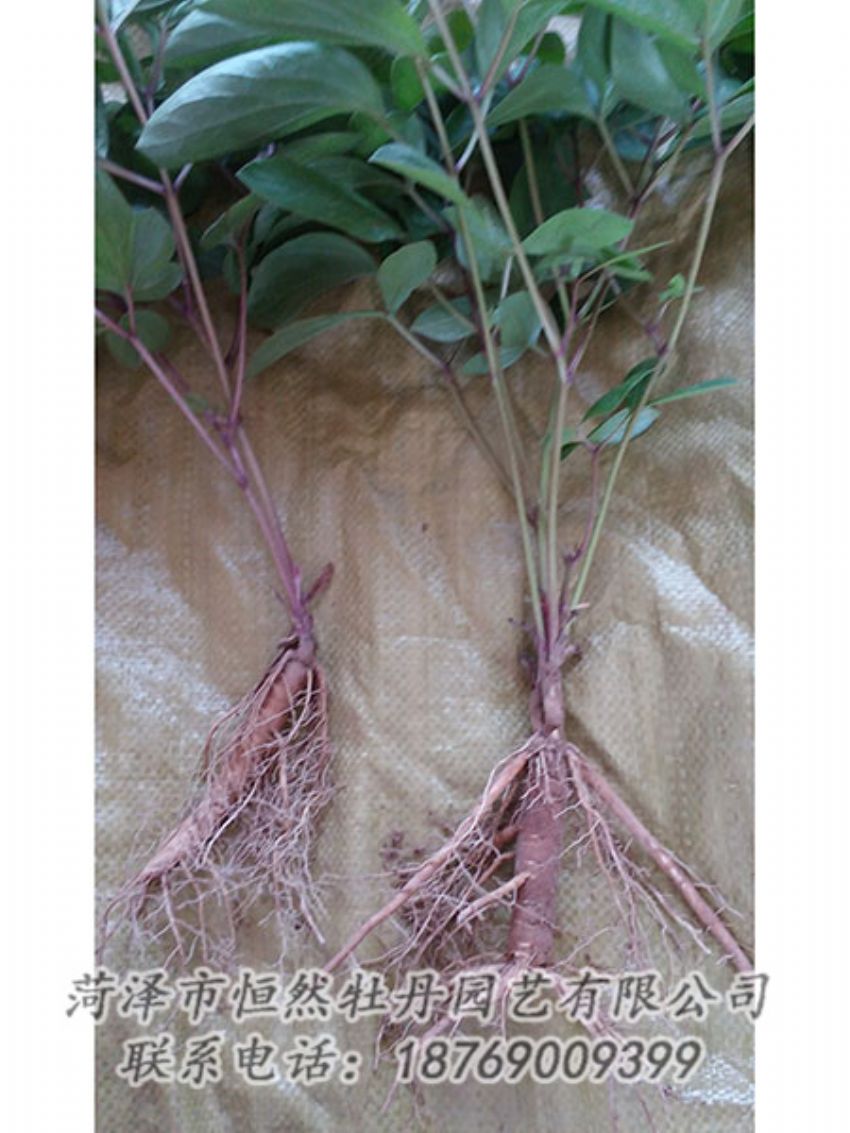 點擊查看詳細信息<br>標題：二年芍藥苗 閱讀次數(shù)：1209