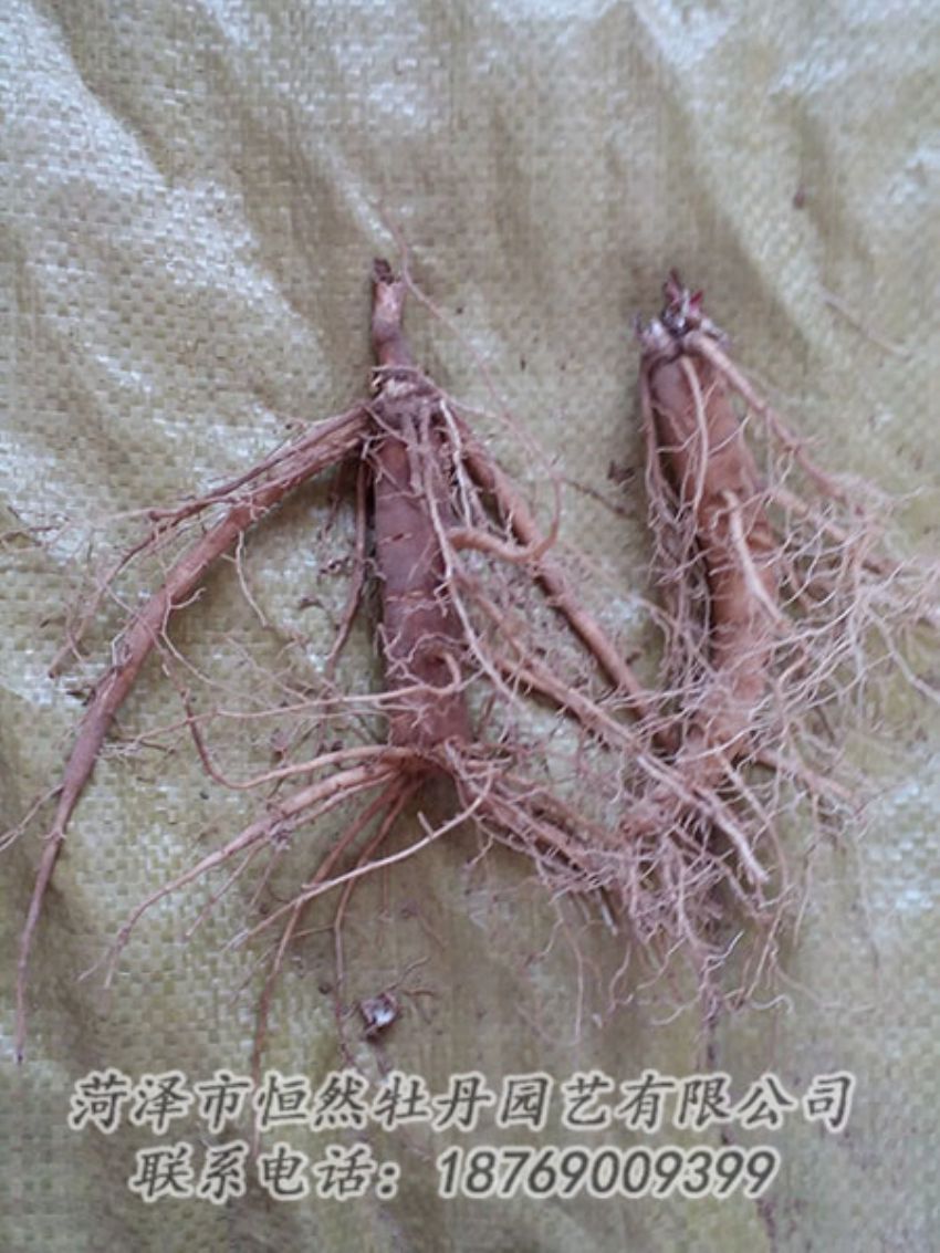 點擊查看詳細信息<br>標題：二年芍藥苗 閱讀次數(shù)：1147