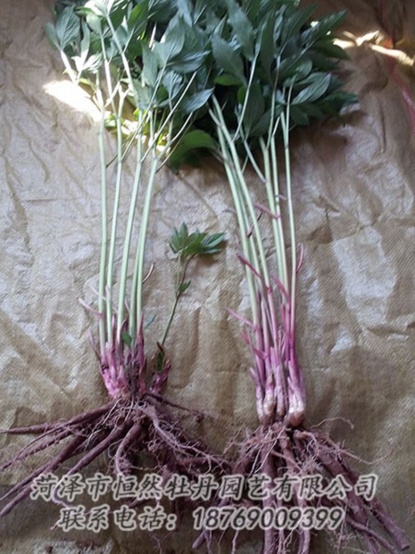 點擊查看詳細信息<br>標題：二年芍藥苗 閱讀次數(shù)：1171