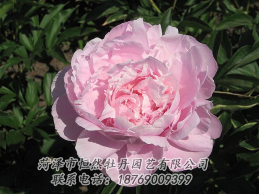 點(diǎn)擊查看詳細(xì)信息<br>標(biāo)題：藍(lán)田碧玉 閱讀次數(shù)：2286