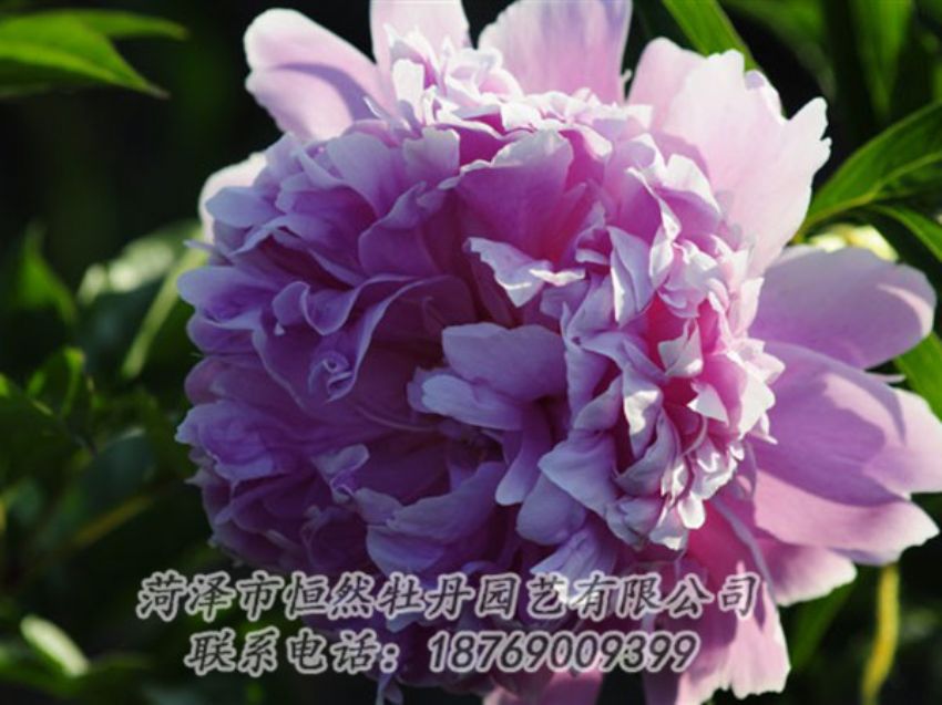 點(diǎn)擊查看詳細(xì)信息<br>標(biāo)題：藍(lán)菊 閱讀次數(shù)：1217